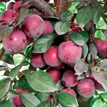 картинка Алыча Лыхны 