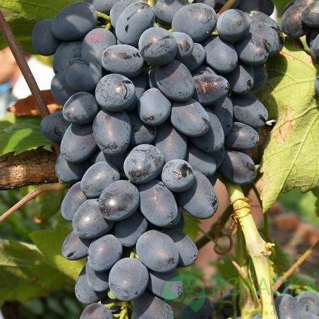 картинка Виноград Руслан 