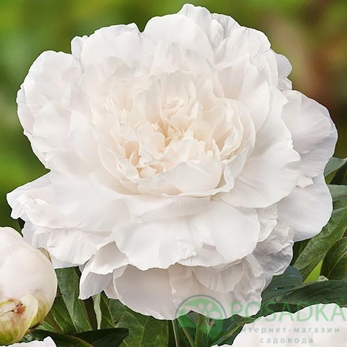 картинка Пион травянистый Mother`s Choice 