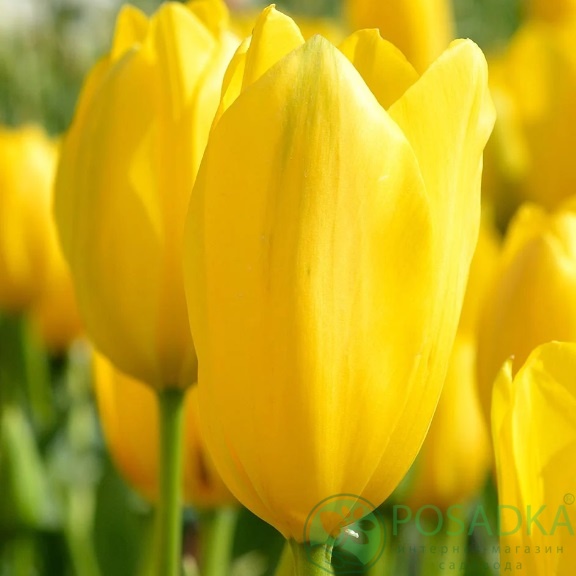 картинка Тюльпан Big Smile (3 шт) р9 