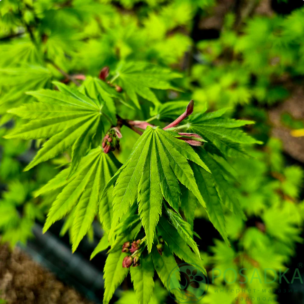 картинка Клен Ширасави Jordan 