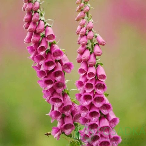 картинка Наперстянка Пурпурная Муза семена (0.1гр) 