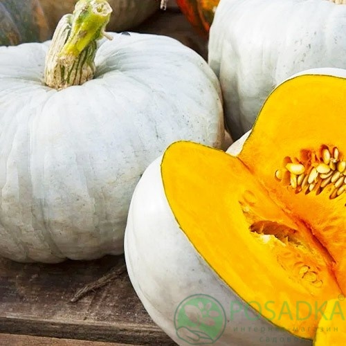 картинка Семена тыква Волжская Серая 3 гр, Seedera 