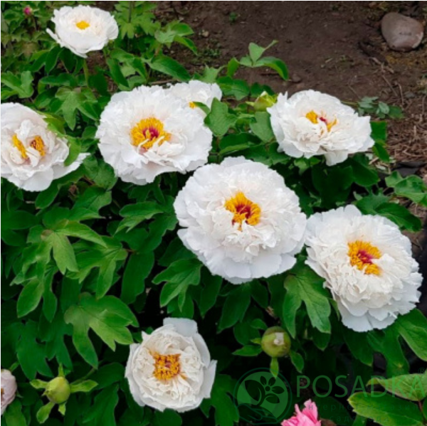 картинка Пион древовидный Fragrant Jade (Xiang Yu) 