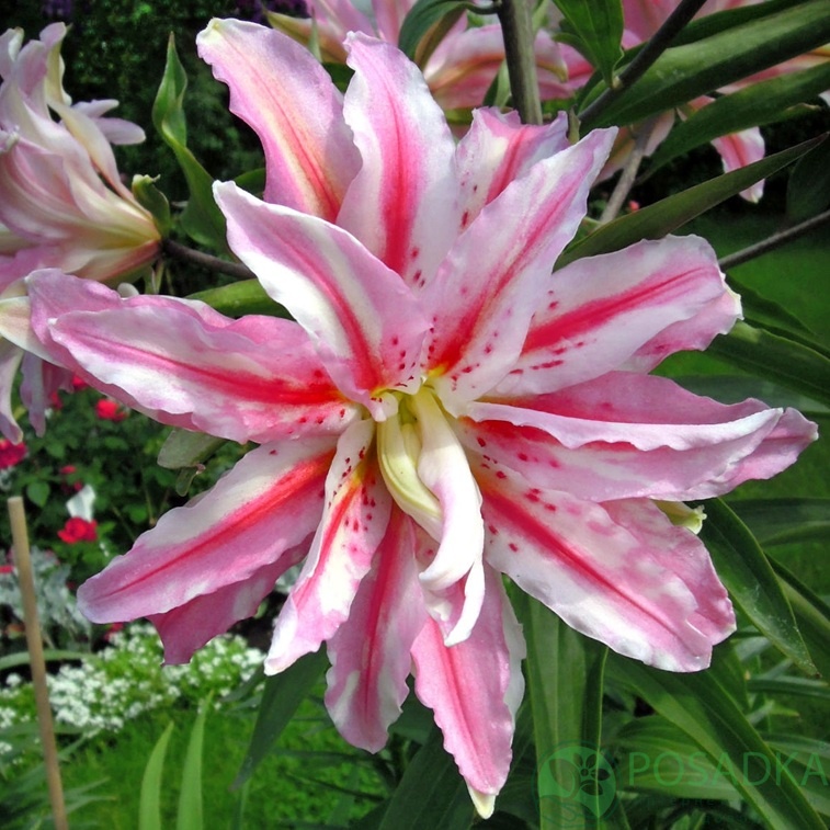 картинка Лилия Broken Heart 