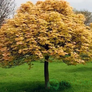 картинка Клен ложноплатановый Brilliantissimum 10л 