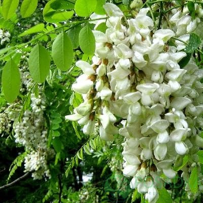 картинка Саженцы акации  картинка Саженцы акации