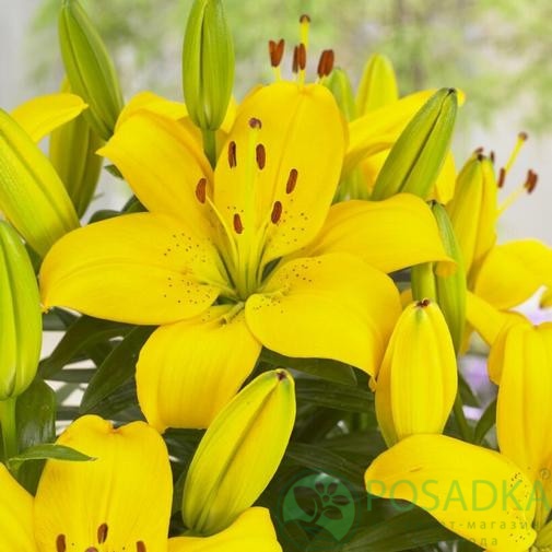 картинка Лилия Ilse  картинка Лилия Ilse