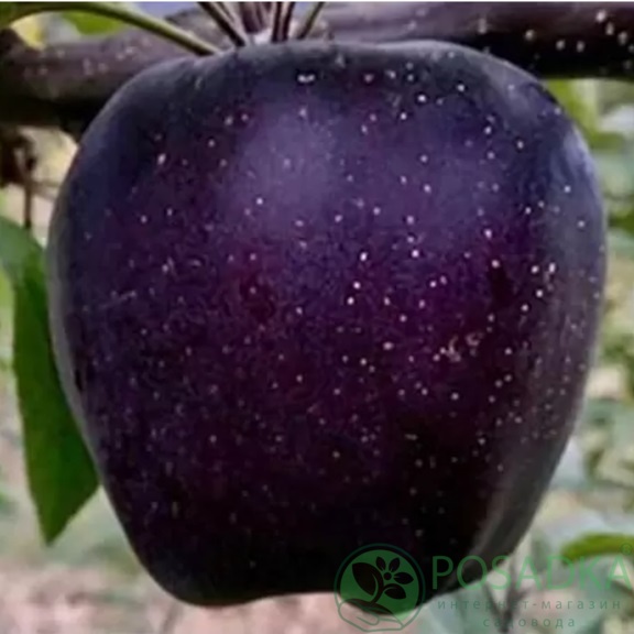 картинка Яблоня Черный бриллиант (Black Diamond) 