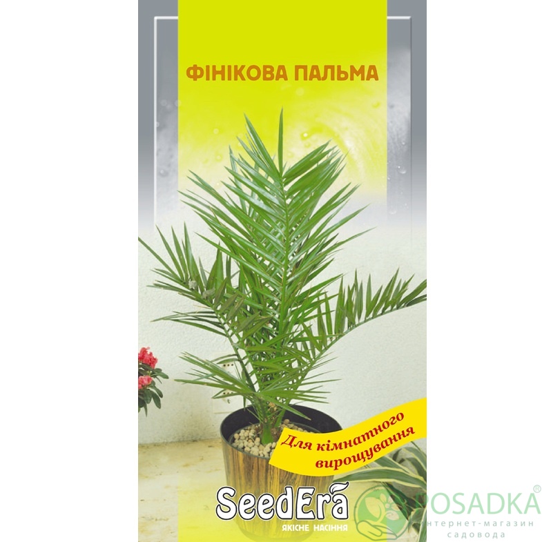 картинка Семена Финиковая пальма 2 шт, Seedera 