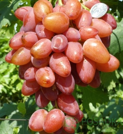 картинка Виноград Гамлет (контейнер) 