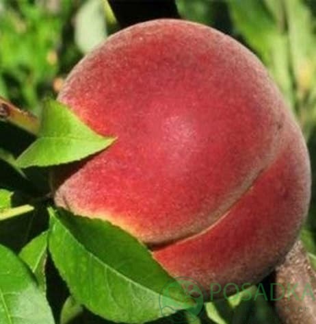 картинка Персик Харнас (Harnas Peach) 