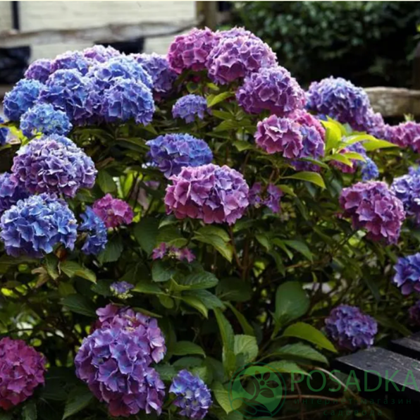 картинка Гортензия крупнолистная Bouquet Rose 