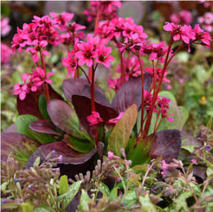 картинка Бадан (бергения) Brilliance Magenta 