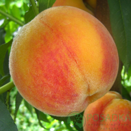 картинка Персик Перкоче Ромеа 