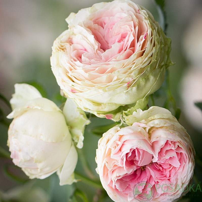 картинка Роза флорибунда Помпон Фловер Циркус  картинка Роза флорибунда Помпон Фловер Циркус