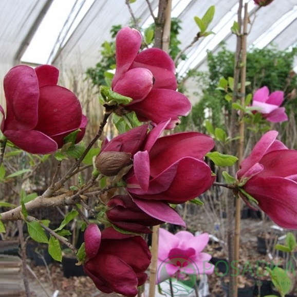 картинка Магнолия Клеопатра С5 