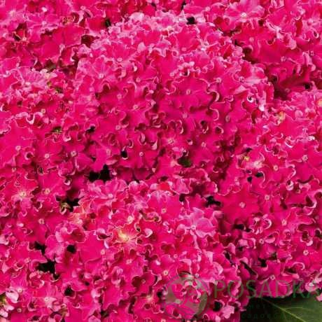 картинка Гортензия крупнолистная Curly Sparkle Hot Pink (Хот Пинк) 