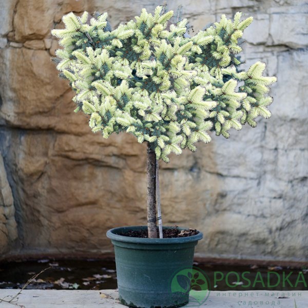 картинка Ель колючая Белобок на штамбе 