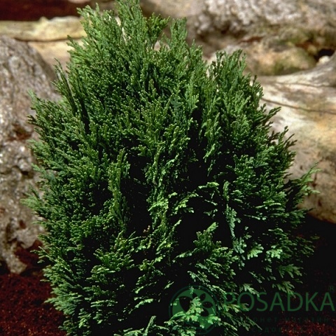 картинка Туя складчатая Гельдерлэнд С5  картинка Туя складчатая Гельдерлэнд С5