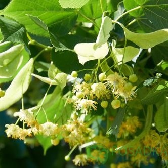 картинка Саженцы липы мелколистная картинка Саженцы липы мелколистная