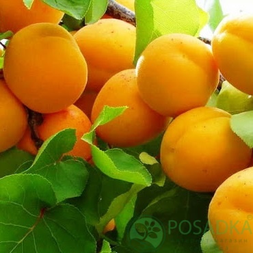 картинка Абрикос Голд Рич 