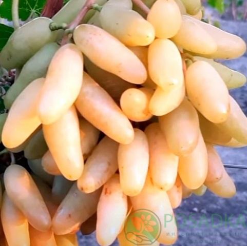 картинка Виноград Бананчик розовый 