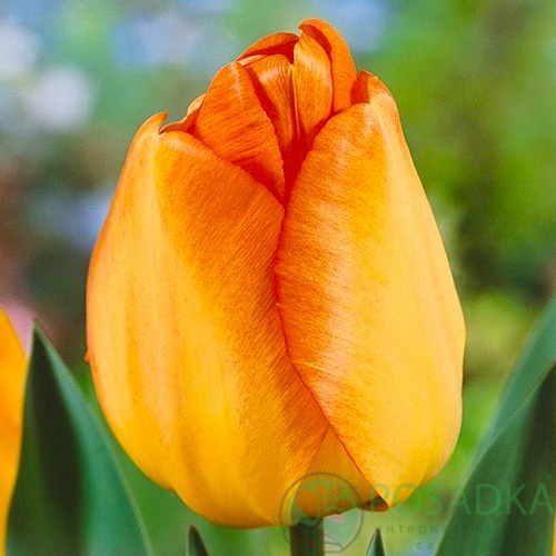 картинка Тюльпан Daydream 