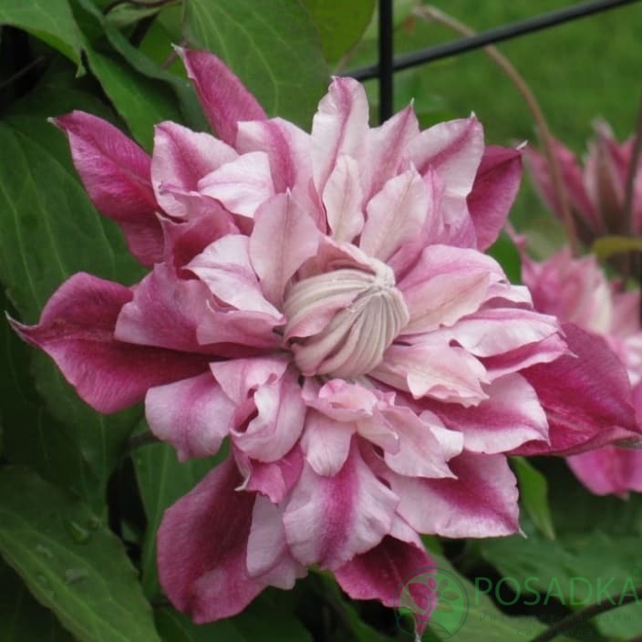 картинка Клематис Patricia Ann Fretwell 