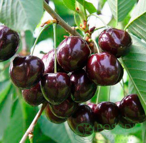 картинка Вишня Владимировка 