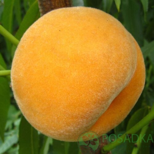 картинка Персик-абрикос Нерине (Перкоче) 