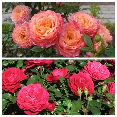 картинка Роза штамбовая (Бриоза, Мона Лиза) 