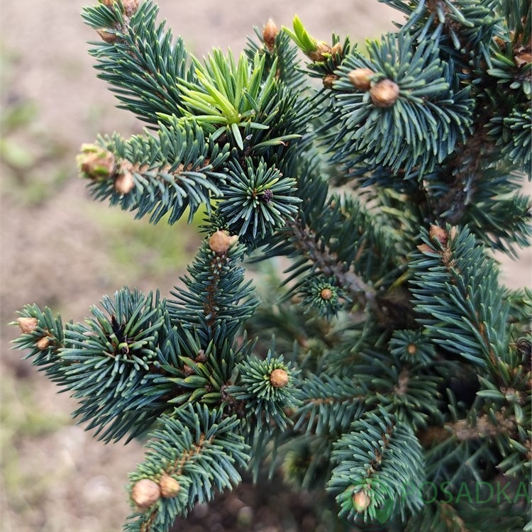 картинка Ель glauca Cy's Wonder 