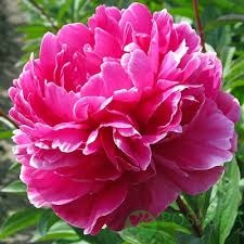 картинка Пион травянистый Jadwiga 