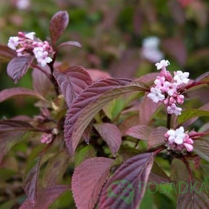 картинка Калина Viburnum bodn. Charles Lamont 7.5л 