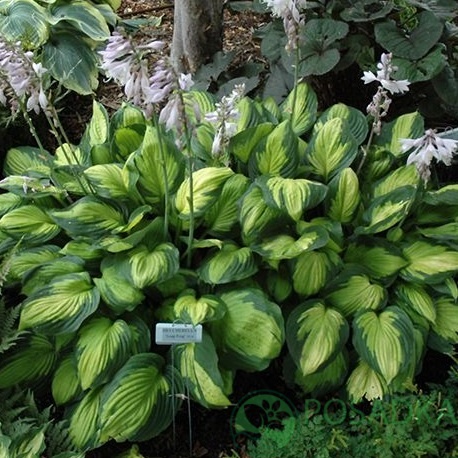 картинка Хоста Captain Kirk 