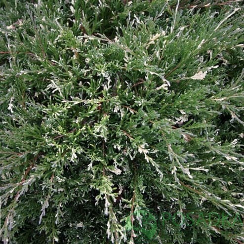 картинка Можжевельник горизонтальный 'Andorra Compact Variegata' 