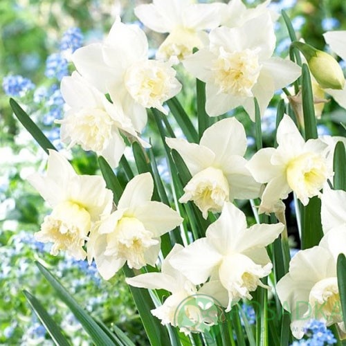 картинка Нарцисс White Marvel (3 шт) 