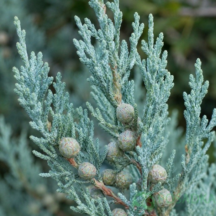 картинка Кипарис Аризонський (Cupressus arizonica) С5 