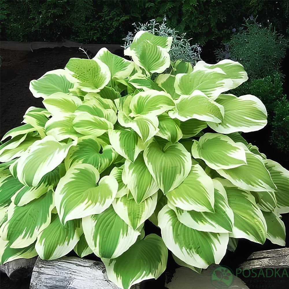 картинка Хоста Delta Dawn 