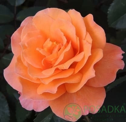 картинка Роза чайно-гибридная Тиа Тайм 