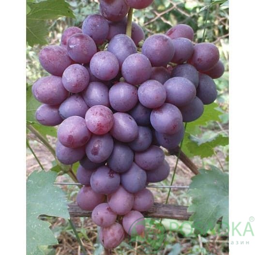 картинка Виноград Низина 