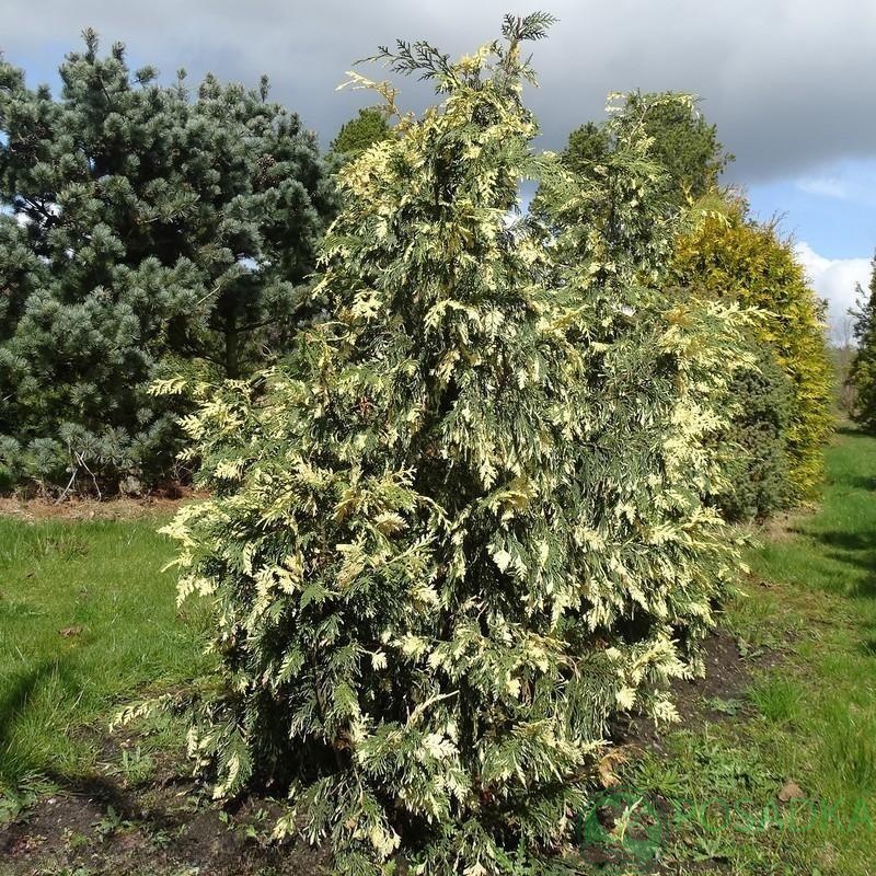 картинка Кипарисовик нутканский Вариегата 