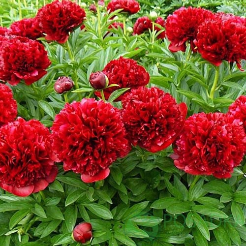 картинка Пион Eliza Lundy  картинка Пион Eliza Lundy