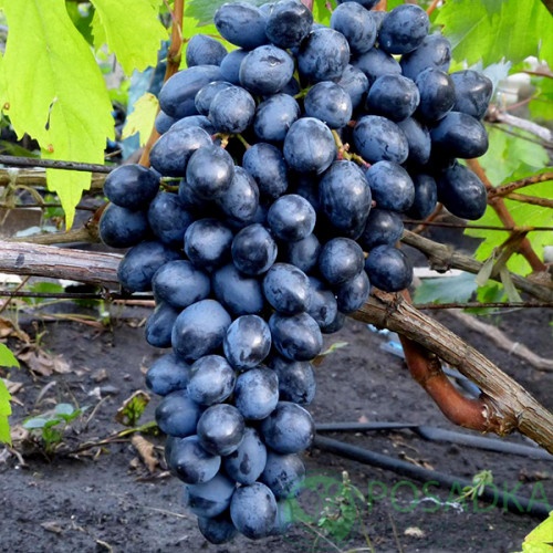 картинка Виноград кишмиш Чернобаевка 