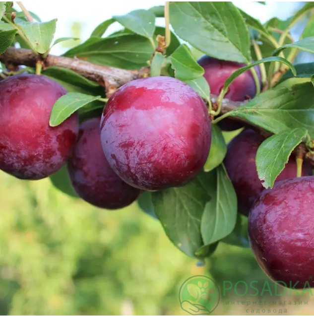 картинка Слива Хироми Ред  картинка Слива Хироми Ред