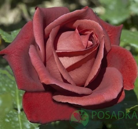 картинка Роза чайно-гибридная Терракотта 