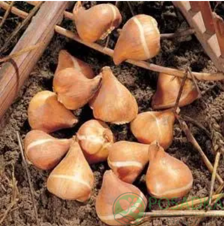 картинка Тюльпан Cherry Delight 