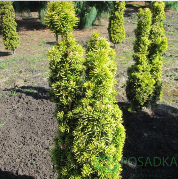 картинка Тис ягодный Green Column 