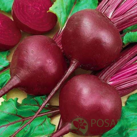 картинка Семена свекла столовая Бикорес семена 3гр, SeedEra 